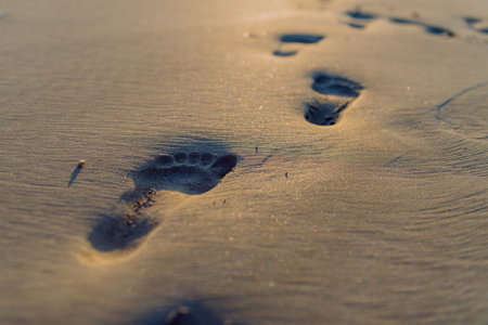 Close-up of a footprints on the beach.