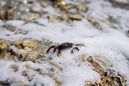 Close-up of crab in waves, in the sea.の写真素材