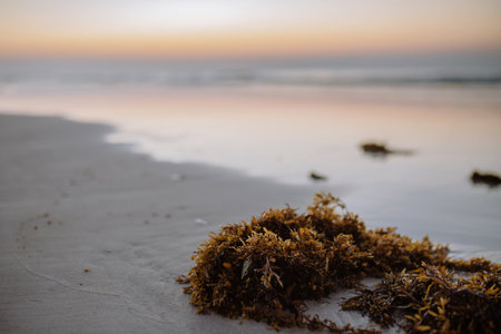 Close-up of algae on the beach after sunset.の写真素材