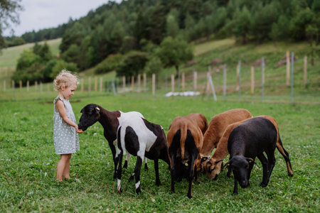 Little girl with goats outdoor on the meadow.の写真素材