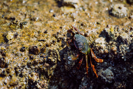 Close up of crab walking on stone in sea.の写真素材