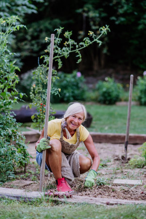 Senior woman taking care of vegetable plants in her garden.の写真素材