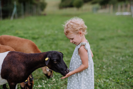 Little girl with goats outdoor on the meadow.の写真素材