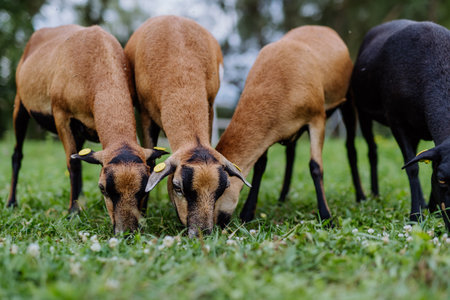 Close up of grazing goats on a meadow.の写真素材
