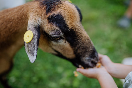 Close up of unrecognizable child feeding goat outdoor on the meadow.の写真素材