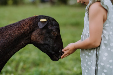 Little girl with cameroonian sheep outdoor on the meadow.の写真素材