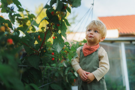 Happy little boy harvesting and eating raspberries.の写真素材