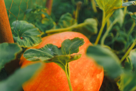 Close up of pumpkin growing outdoor in garden.の写真素材