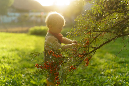 Little boy harvest sea buckthorn in their garden.の写真素材