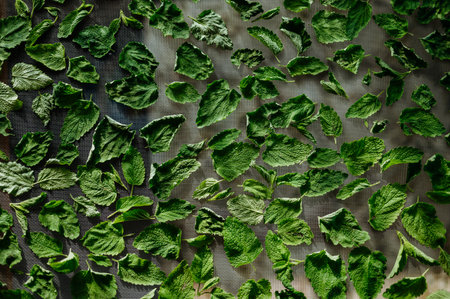Close up of drying lemon balm leaves on a mesh.の写真素材