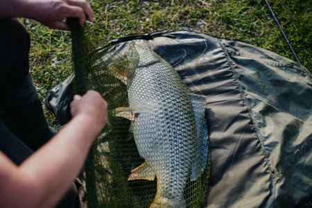 Close-up of a caught carp in fishing net.の写真素材