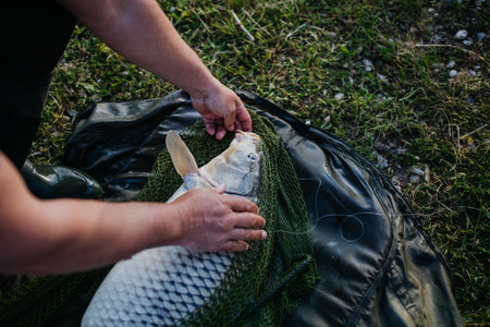 Close-up of a caught carp in fishing net.の写真素材