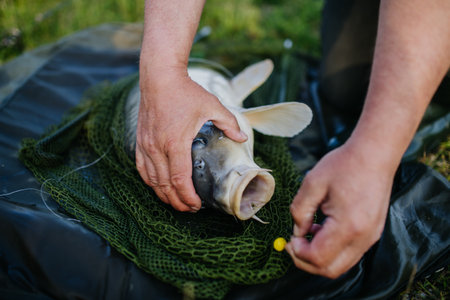 Close-up of a caught carp in fishing net.