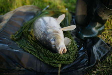 Close-up of a caught carp in fishing net.の写真素材