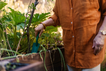 Close up of woman taking care of zucchini plant in urban garden.