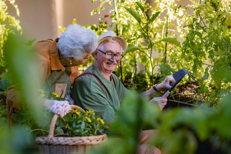 Portrait of senior couple taking care of vegetable plants in urban garden.の写真素材