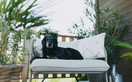 Old dog lying on outdoor chair on the terrace of the house.の写真素材