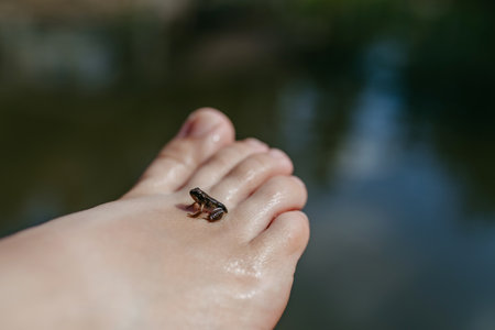Close-up of small wild frog on foot. Curious child watching and exploring animals in nature.の写真素材