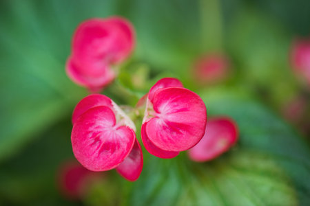 Close up of beautiful pink begonia flower.