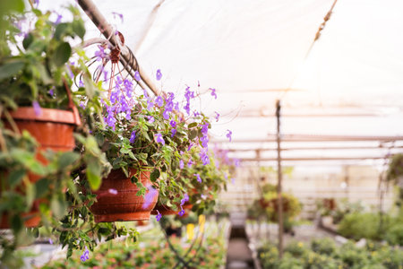 Close up of fuchsia flowers in hanging baskets.の写真素材