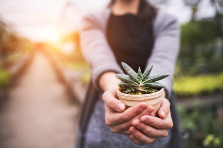 Small greenhouse business. Gardener holding potted succulent.の写真素材