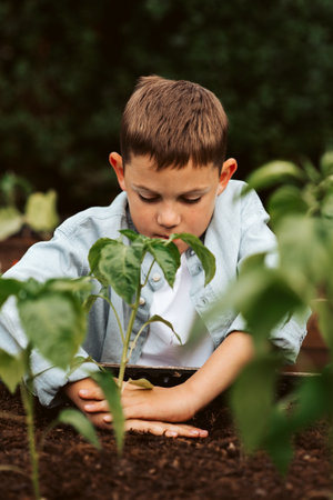 Boy taking care of small vegetable plants in raised bed with bare hands. Childhood outdoors in garden.の写真素材