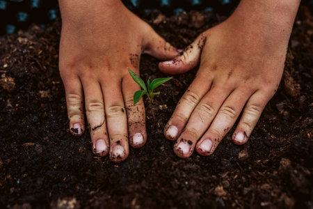 Close up of dirty hands taking care of small vegetable plants in raised bed. Childhood outdoors in garden.の写真素材