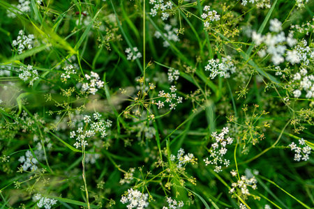 Spring flowers from forest meadow, blooming white flowers. Nature and tranquility