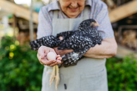 Elderly woman holding a chicken and the egg it laid. Happy old farmer is delighted with her livestock.の写真素材