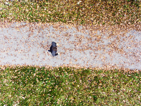 Aerial view of a runner running through autumn park on jogging path with fallen leaves. Morning running training.の写真素材