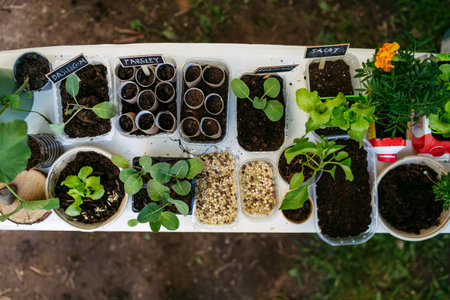 Growing vegetables and herb seedlings, close up on table with plants. Outdoor sustainable education...