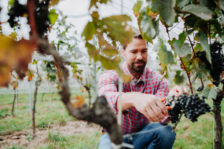 Man holding gardening shears and picking grapes from grapevine. Manual grape harvesting in...