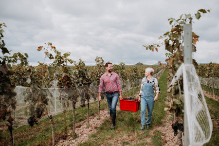 Wineyard workers holding harvest bin full of grapes, walking. Manual grape harvesting in family-run vineyard.の写真素材