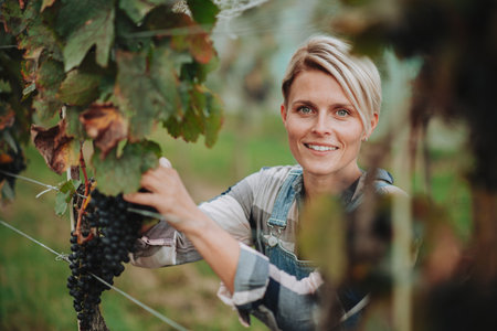 Woman hand picking grapes from grapevine, smiling. Manual grape harvesting in family-run vineyard.