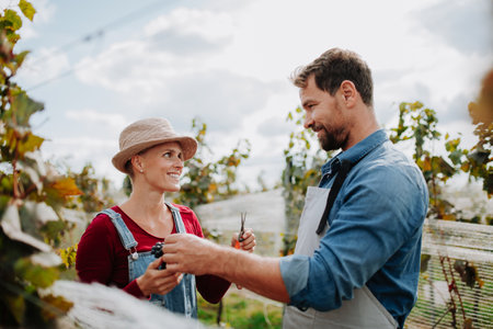 Married couple, owners of vineyard hand-picking grapes from grapevine. Manual grape harvesting in family-run vineyard.の写真素材