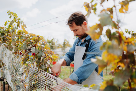 Man hand picking grapes from grapevine, smiling. Manual grape harvesting in family-run vineyard.