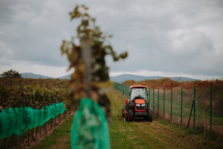 Wineyard workers transporting harvested grapes on tractor trailer. Manual grape harvesting in family-run vineyard.の写真素材