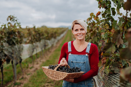 Portrait of vineyard worker with basket full of grapes. Manual grape harvesting in family-run...