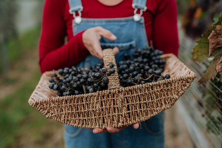 Close up on basket full of grapes. Manual grape harvesting in family-run vineyard.