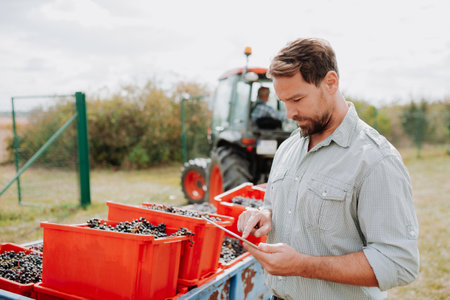 Male viticulturist overseeing grapes harvesting . Manual grape harvesting in family-run vineyard.の写真素材