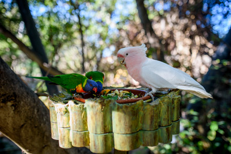 Colorful lorikeets and pink cockatoo gathered around feeding dish.の写真素材
