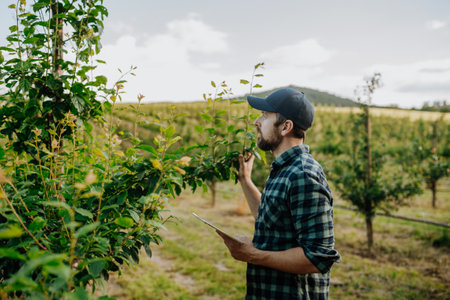Monitoring orchard health with smart farming technology.の写真素材