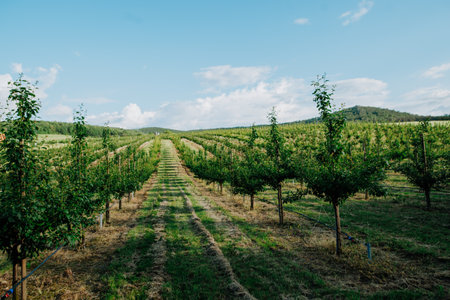 Rows of fruit trees growing in well-maintained orchard.の写真素材