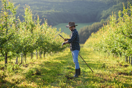 A mature farmer working in orchard at sunset. Copy space.の写真素材