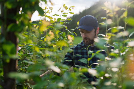Farmer working in orchard inspecting fruit trees for pests or diseases.の写真素材