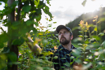 Farmer working in orchard inspecting fruit trees for pests or diseases.の写真素材