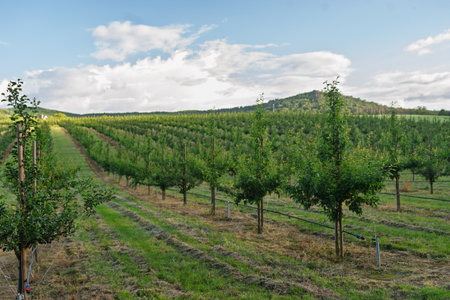 Rows of fruit trees growing in well-maintained orchard.の写真素材