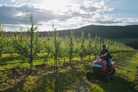 Farmer driving small tractor in orchard, enjoying peaceful moment.の写真素材