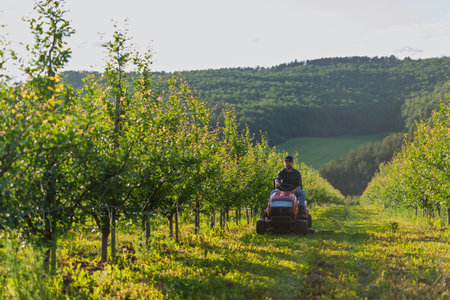 Farmer mowing grass between fruit trees on small tractor.