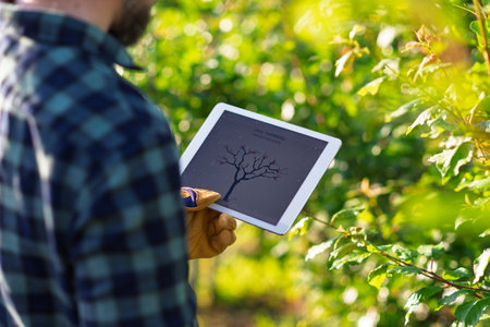 Farmer with tablet standing outdoors in orchard, learning how to trim a tree.の写真素材